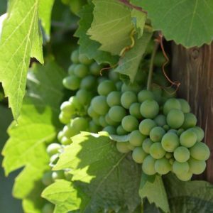osoyoos-wine-tour-goldenmileblacksage-web osoyoos-wine-tour-goldenmileblacksage-web